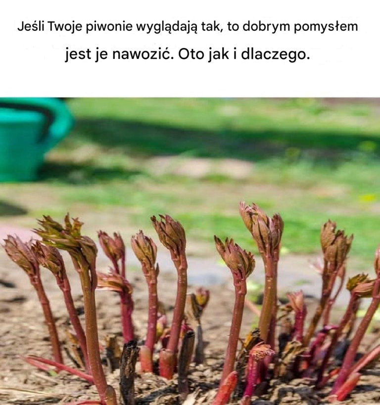 Nie miałem pojęcia