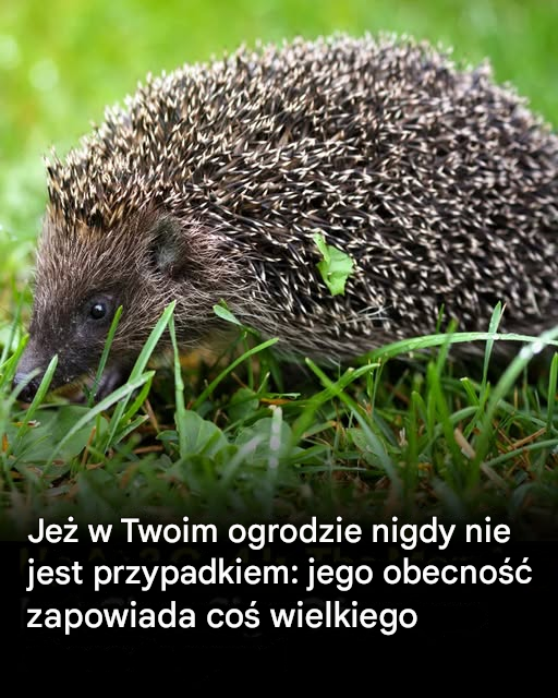 Jeśli jeż przejdzie przez twój ogród, nigdy nie jest to nic nieznaczącego: jest to zwiastun ważnej zmiany