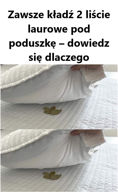Włóż 2 Liście Laurowe Pod Poduszkę Przed Snem. Efekt Cię Zaskoczy!