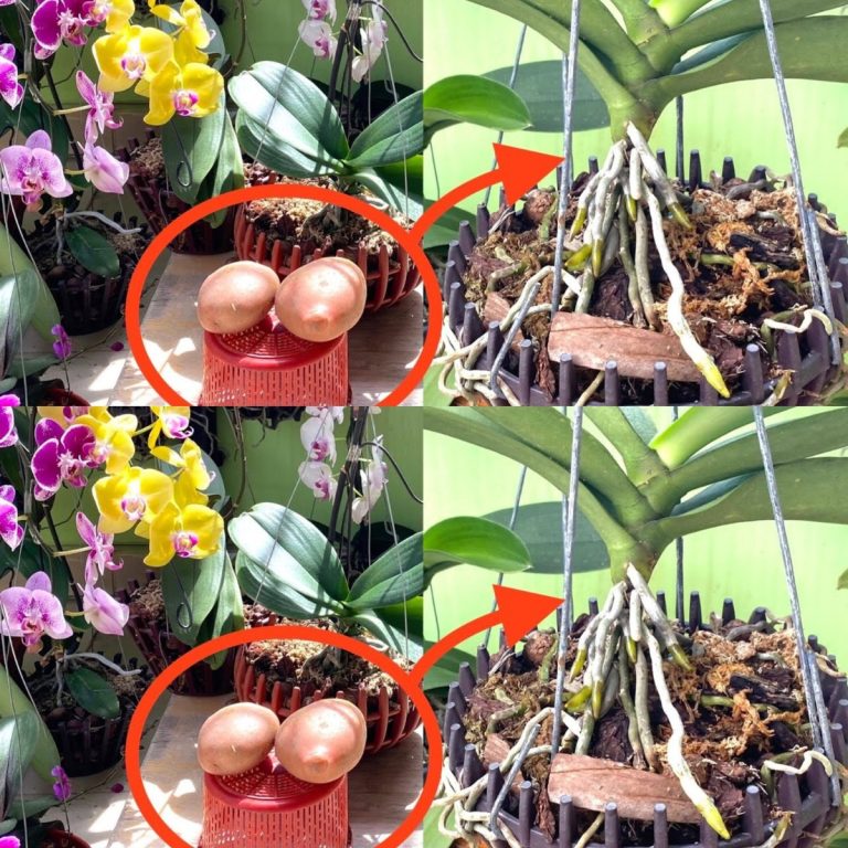Sekret Kwitnących Storczyków Odkryty! Jak Zrobić Nawóz do Storczyków w Domu? Domowy Eliksir, Który Sprawi, Że Twoje Orchidee Obsypią Się Kwiatami – Prosto, Tanio i Skutecznie!