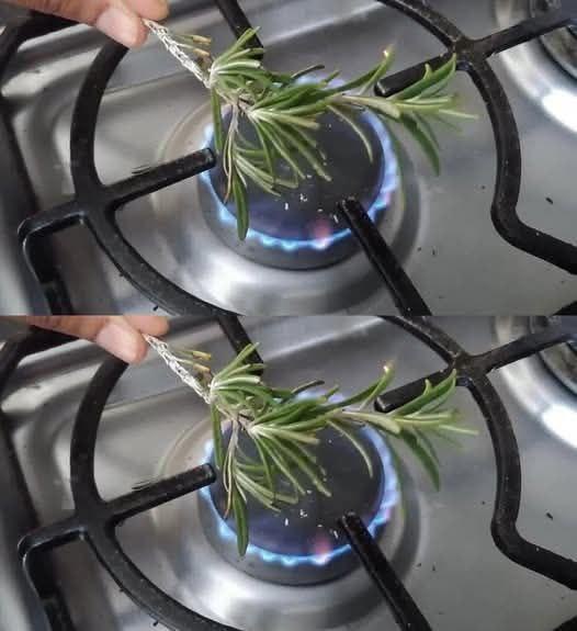 Niewiarygodne! Palenie Rozmarynu – Ten Sekretny Rytuał Może Odmienić Twoje Zdrowie i Dom! Odkryj Zaskakujące Korzyści Już Dziś!