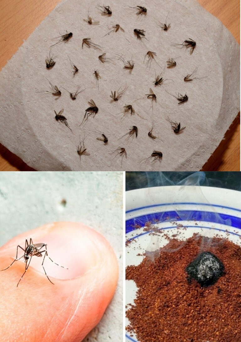 Koniec z Bzyczeniem! Ta Pułapka na Komary i Muchy Została Okrzyknięta HITEM Internetu – Zrobisz Ją w Domu z Produktów, Które Już Masz!