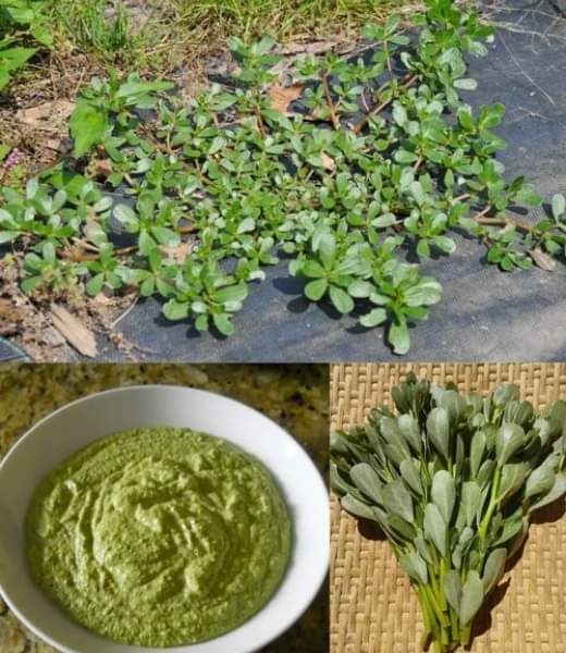 Zapomniany Skarb w Twoim Ogrodzie! Portulaka – Cudowna Roślina, Która Zmieni Twoją Kuchnię i Zdrowie! Odkryj Niesamowite Korzyści!