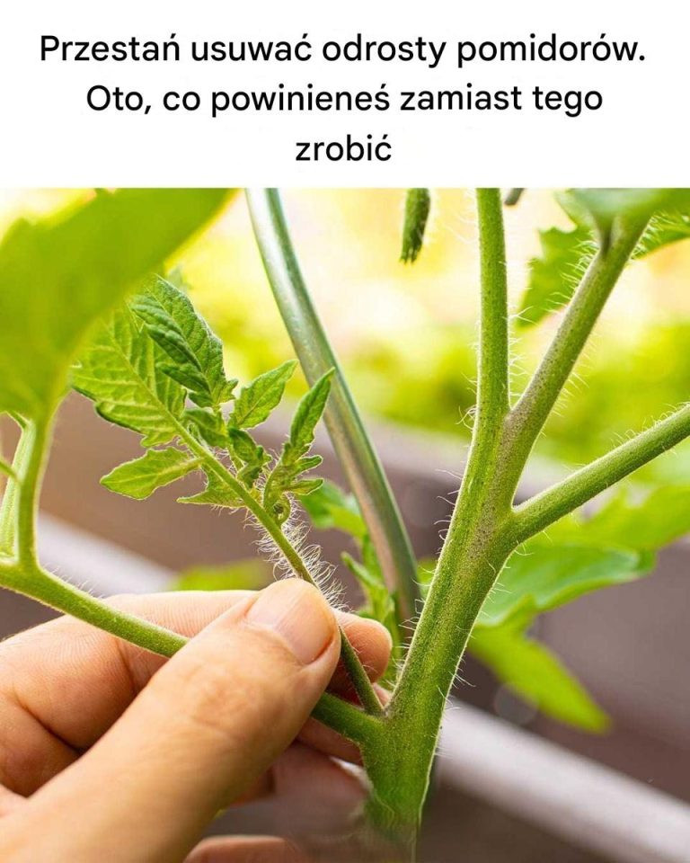 Nigdy Wcześniej Tego Nie Widziałem! Odkryj Genialne Domowe Triki, Które Zmienią Twoje Życie – Absolutny Must-Have dla Każdego!