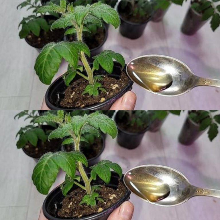 Twój Ogród Będzie Pękał w Szwach! Sekretny Naturalny Booster Wzrostu Roślin, Który Zrobisz w Domu – Zobacz, Jak Eksplodują Zielenią i Kwitną Bez Końca!