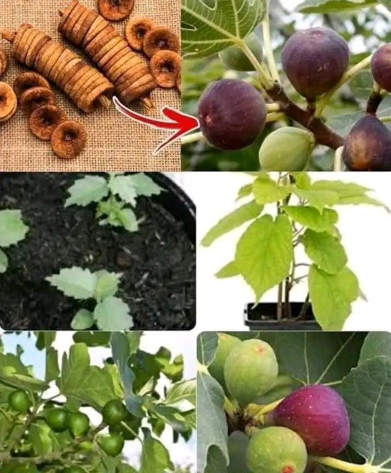 Niemożliwe Staje się Możliwe! Jak Uprawiać Figi z Nasion w Domu? Sekretny Sposób na Egzotyczne Owoce w Twoim Ogrodzie – Krok po Kroku!