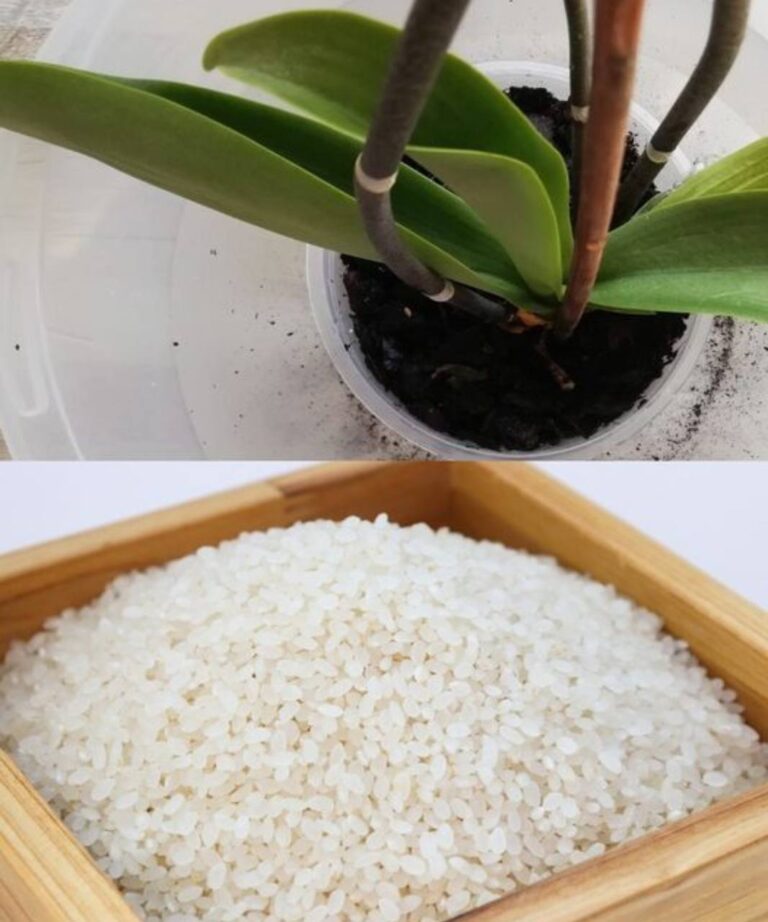 Sekret Kwitnącej Orchidei Przez Cały Rok! 1 Szklanka Miesięcznie i Nawet Suchy Pień Pokryje się Kwiatami – Znam Trik, Dzięki Któremu Twoja Storczyk Będzie Olśniewać Nieskończonym Blaskiem!