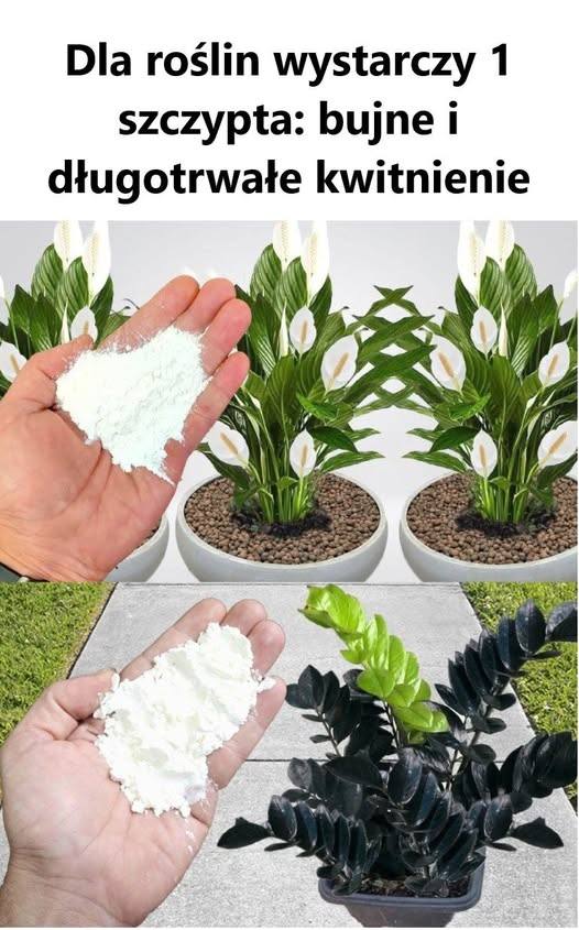 Sekret Niesamowicie Bujnych Roślin Ujawniony! Wystarczy 1 Szczypta, by Twój Ogród i Dom Rozkwitły na Długie Miesiące – Nikt Ci o Tym Nie Powiedział!
