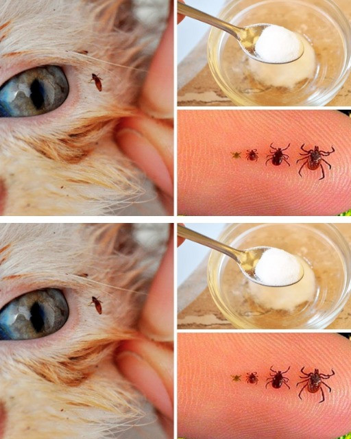 Koniec z Uporczywymi Paszożytami! Jak Skutecznie Pozbyć Się Pasożytów ze Swoich Zwierząt Domowych i Zapewnić Im Zdrowie i Komfort – Sprawdzone Metody i Domowe Sposoby!