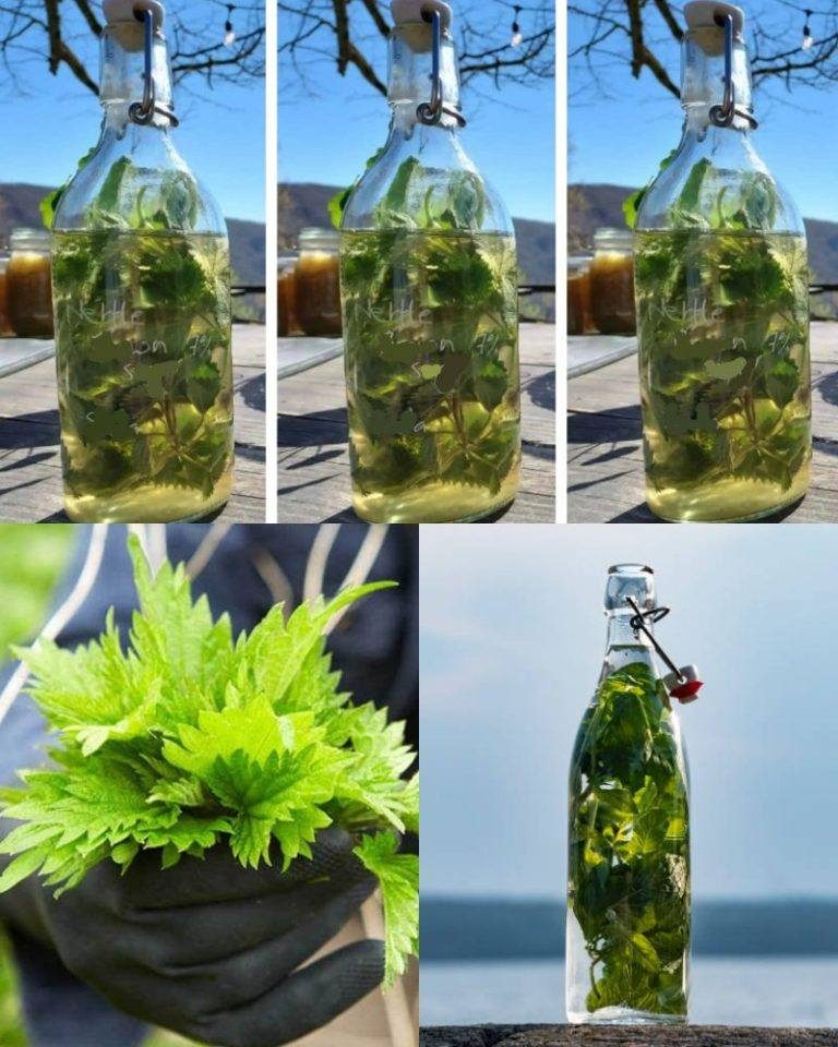 Sekret Dziadka Ujawniony! Pokrzywa w Alkoholu: Naturalny Eliksir Zdrowia Silniejszy Niż Lekarstwa – Przepis na Długie Życie, Który Musisz Zapamiętać!