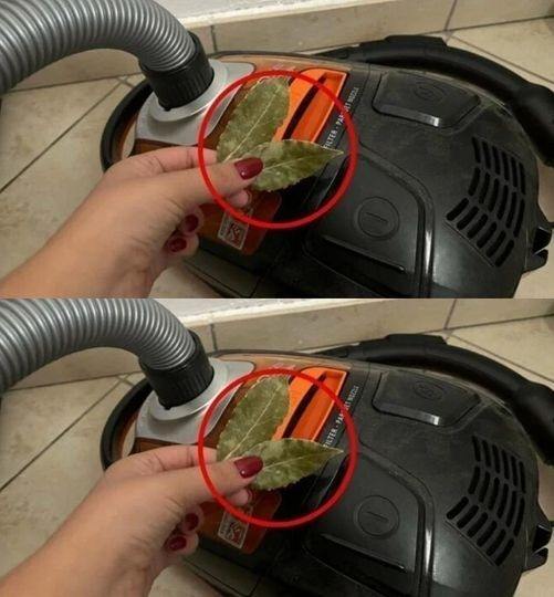 Sekret Przodków dla Domu i Zdrowia! Jako Panaceum, Którego Używały Nasze Prababcie, Wrzuć Liść Laurowy do Odkurzacza! Odkryj Niesamowite Zastosowania i Zmień Swoje Życie na Lepsze Już Dziś!