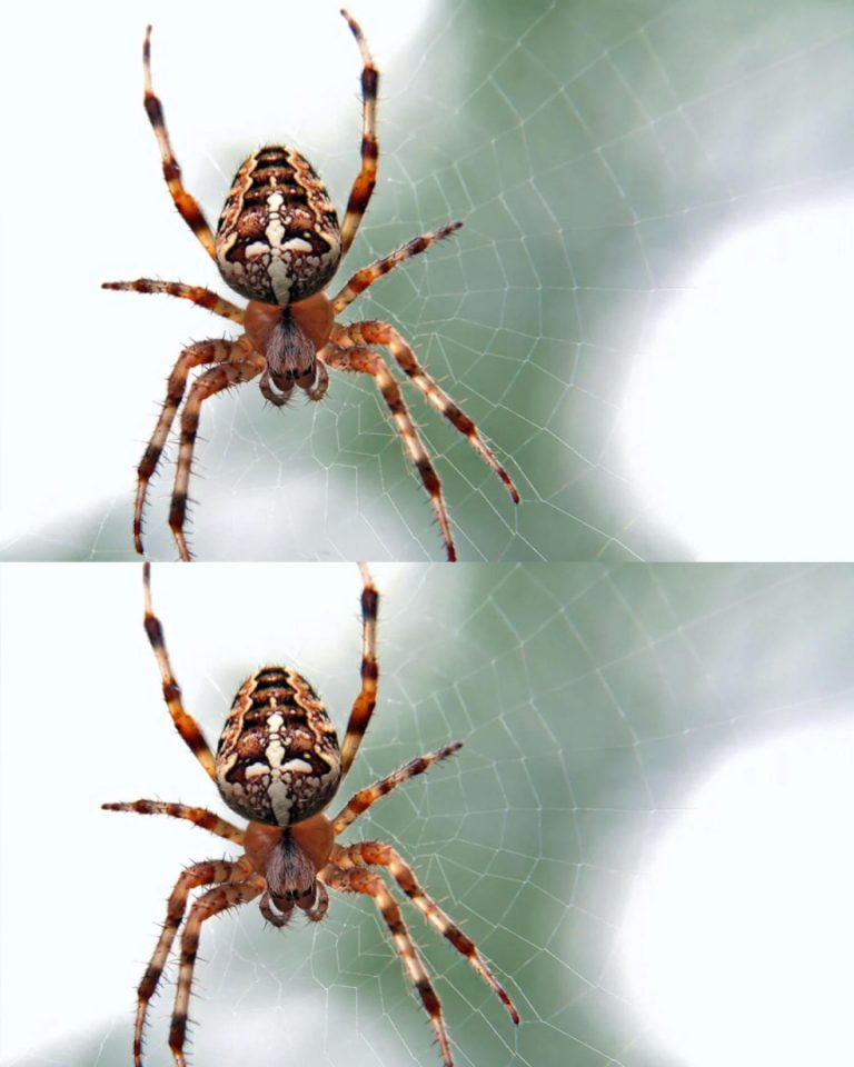 Niesamowita Prawda! Czy Wiesz? Pająk w Twoim Domu Może Być Silnym Znakiem! Odkryj Ukryte Przesłania i Symbolikę Tego Niepozornego Gościa – Zmień Swoje Postrzeganie Pająków Już Dziś!