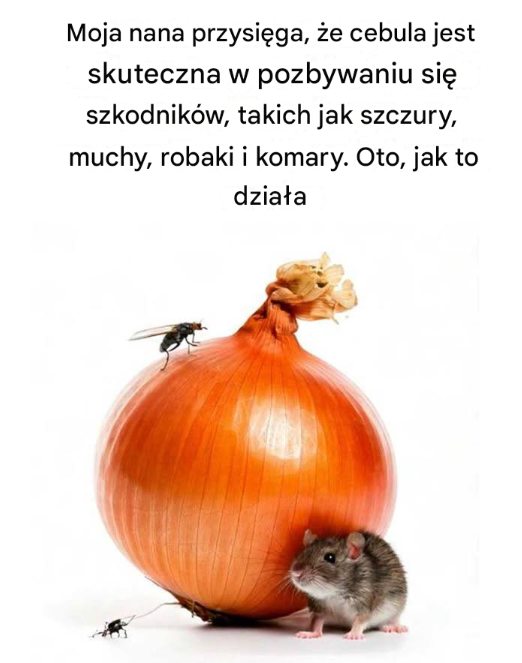 Moja nana przysięga, że cebula jest skuteczna w pozbywaniu się szkodników, takich jak szczury, muchy, robaki i komary. Oto, jak to działa