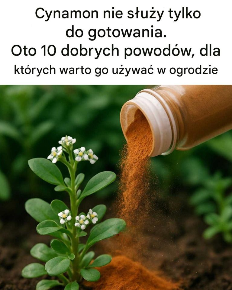 Cynamon nie służy tylko do gotowania. Oto 10 powodów, dla których warto używać cynamonu w ogrodzie