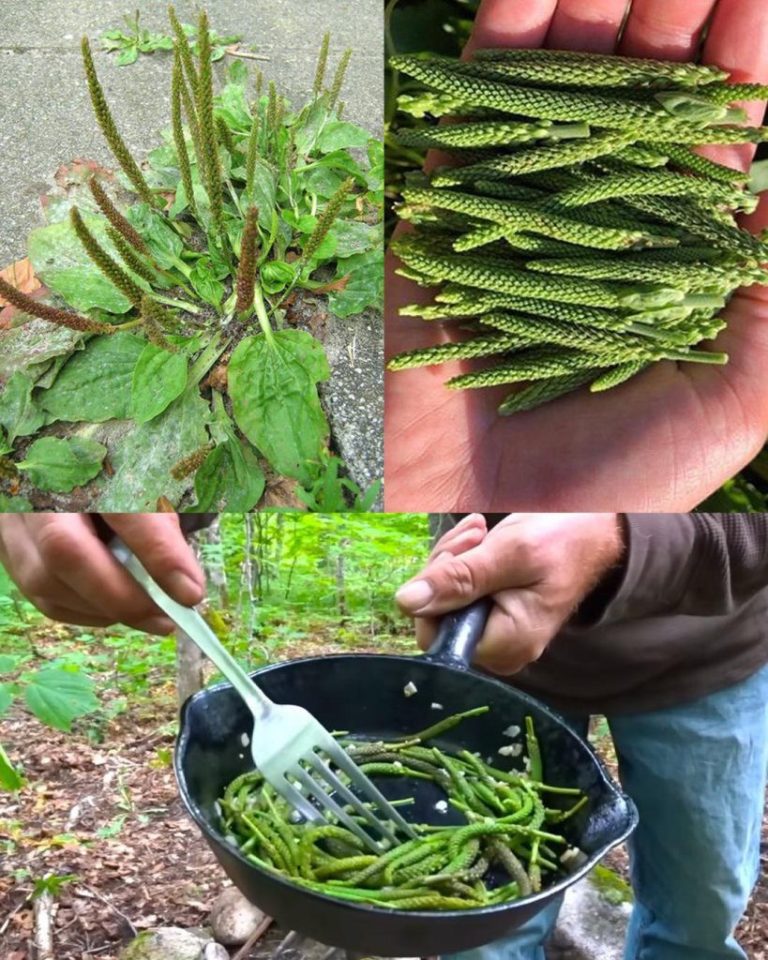 Babka zwyczajna (Plantago major): Bardzo powszechna, Bardzo silna