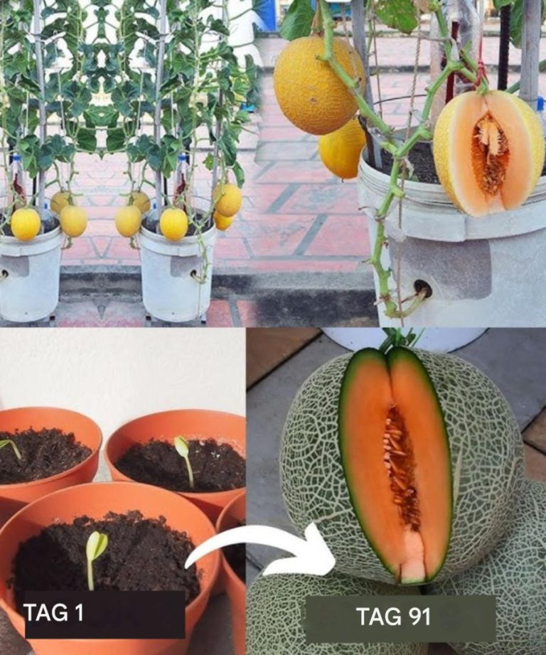 Jak uprawiać melony doniczkowe z resztek kuchennych