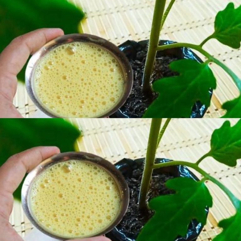 “Sekret ogrodnika: Naturalny napar na mocne łodygi pomidorów w 7 dni!”