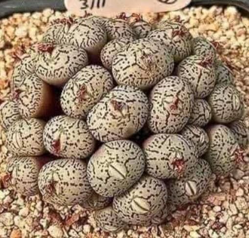 Córka odkrywa pod łóżkiem dziwne jaja, co zmusza rodzinę do opuszczenia domu. Wszyscy są przerażeni… Szczegóły w pierwszym komentarzu!