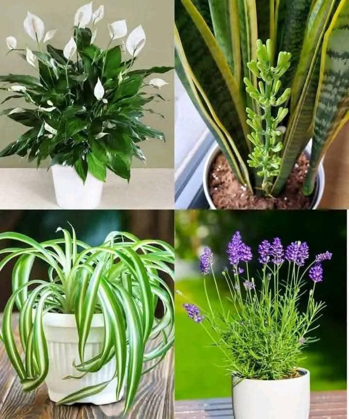 9 roślin, które warto mieć, aby dotlenić swój dom i pozbyć się nieprzyjemnych zapachów