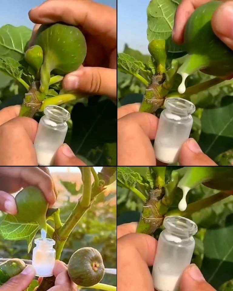 Sok figowy: Skarb natury, który warto mieć na co dzień”