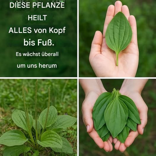 Odkryj uzdrawiającą moc babki lancetowatej