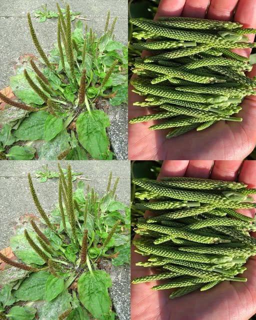 Plantago Major: Niedoceniana roślina