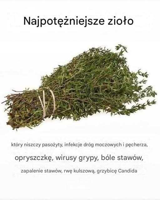 NAJSILNIEJSZE ZIOŁO, KTÓRE NISZCZY PASOŻYTY, INFEKCJE DRÓG MOCZOWYCH I PĘCHERZA, WIRUSY OPRYSZCZKI I GRYPY