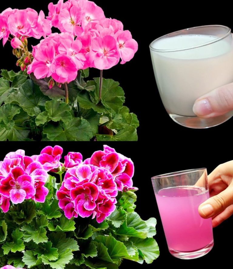 Oto jak mieć piękne i kolorowe pelargonie, aby upiększyć ogród