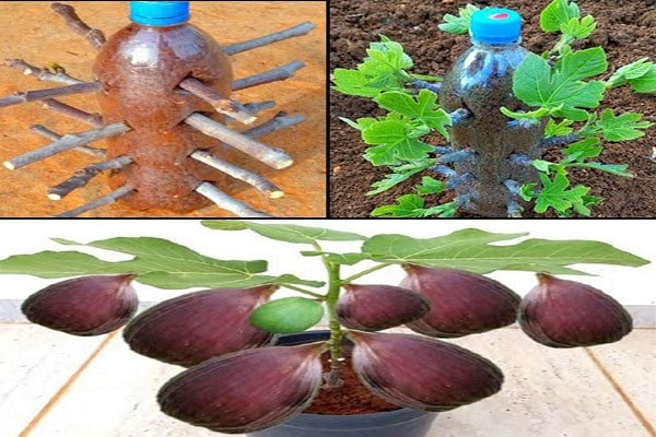 Unikalna technika rozmnażania drzew figowych z sadzonek