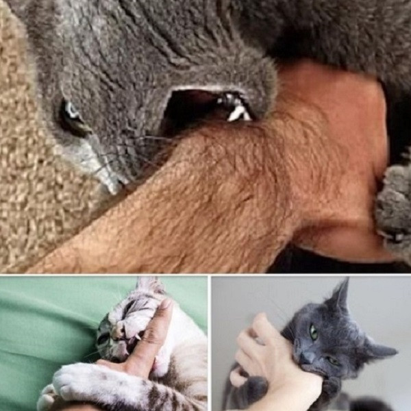 Kiedy kot cię ugryzie, oto co to naprawdę oznacza, w ogóle nie wiedziałem, jestem zaskoczony…