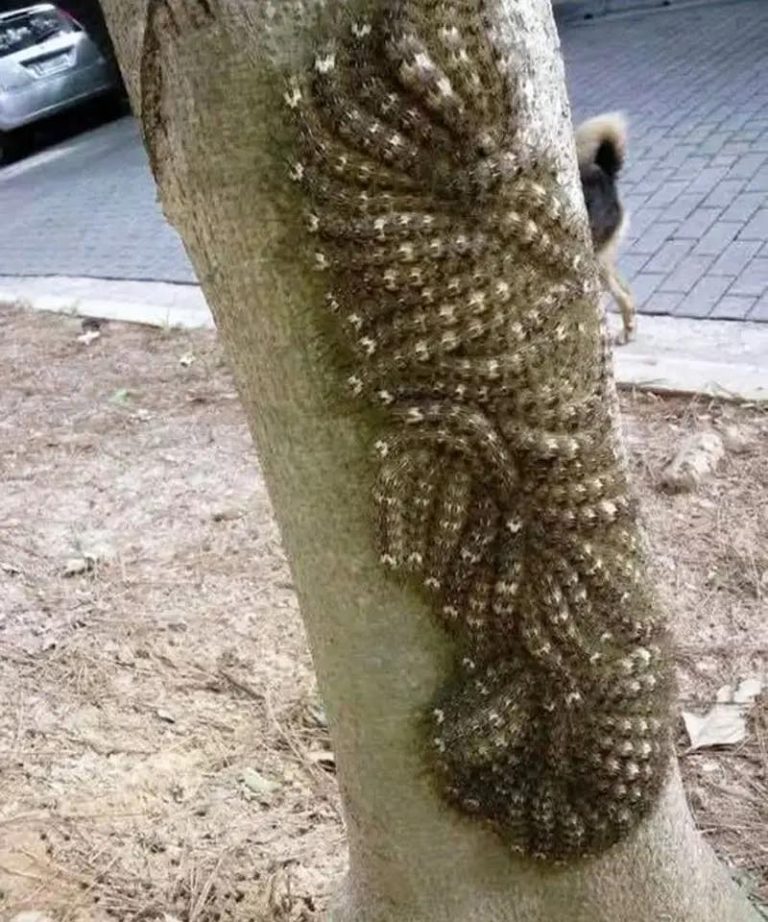 To, czego moja córka prawie dotknęła, mogło kosztować ją życie: Nigdy nie ignoruj tego znaku w naturze