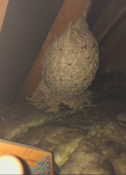 Nieoczekiwane odkrycie na strychu pozostawia mężczyznę bez słowa