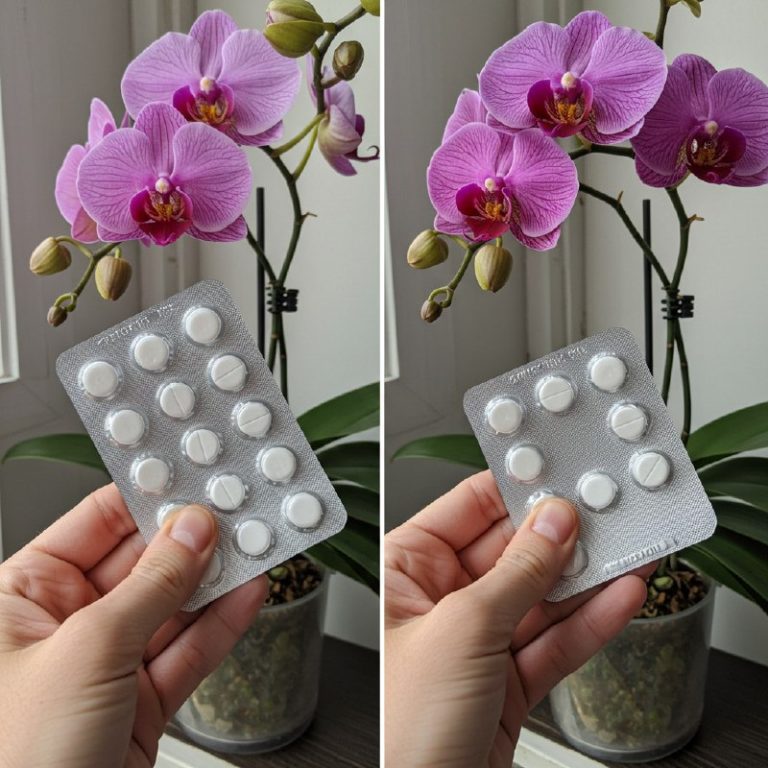 Jedna tabletka, by kwitnąć wiecznie: jak dbać o storczyka