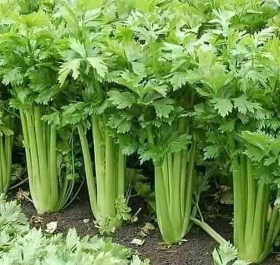 Naturalne środki, które pomogą Ci utrzymać zdrowe nerki