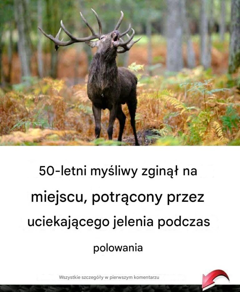 50-letni myśliwy zginął na miejscu, potrącony przez uciekającego jelenia podczas polowania