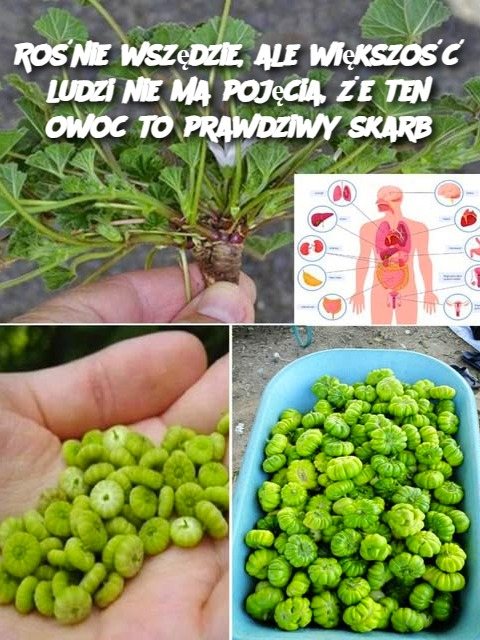 https://tatwy-przepis-n.asckat.com/kurczak-z-mozzarella-soczyste-kotleciki-ktore-rozpieszcza-twoje-zmysly/