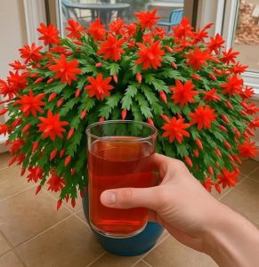 Najskuteczniejsze sztuczki, aby świąteczny kaktus kwitł przez cały rok