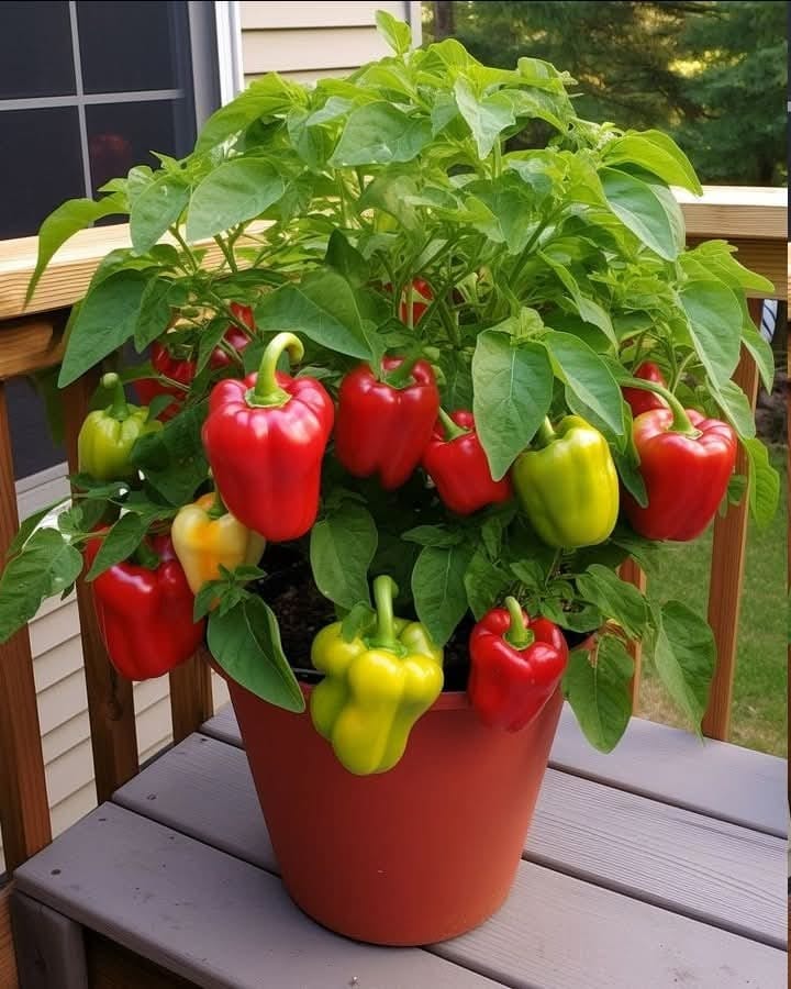 Oto, co musisz wiedzieć, jeśli chcesz uprawiać soczystą i chrupiącą paprykę