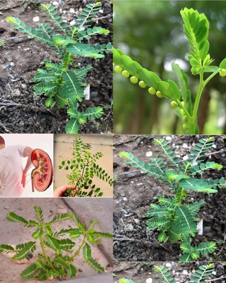 Niezwykłe korzyści zdrowotne Mimosa Pudica: zioło lecznicze