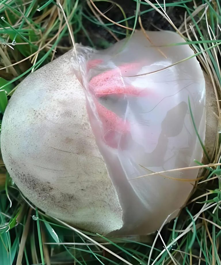 W ogrodzie znalazłem oślizgłe, czerwonawe stworzenie, które rozłożyło nieprzyjemny zapach. Byłem zszokowany, kiedy zdałem sobie sprawę, że to oślizgłe stworzenie.