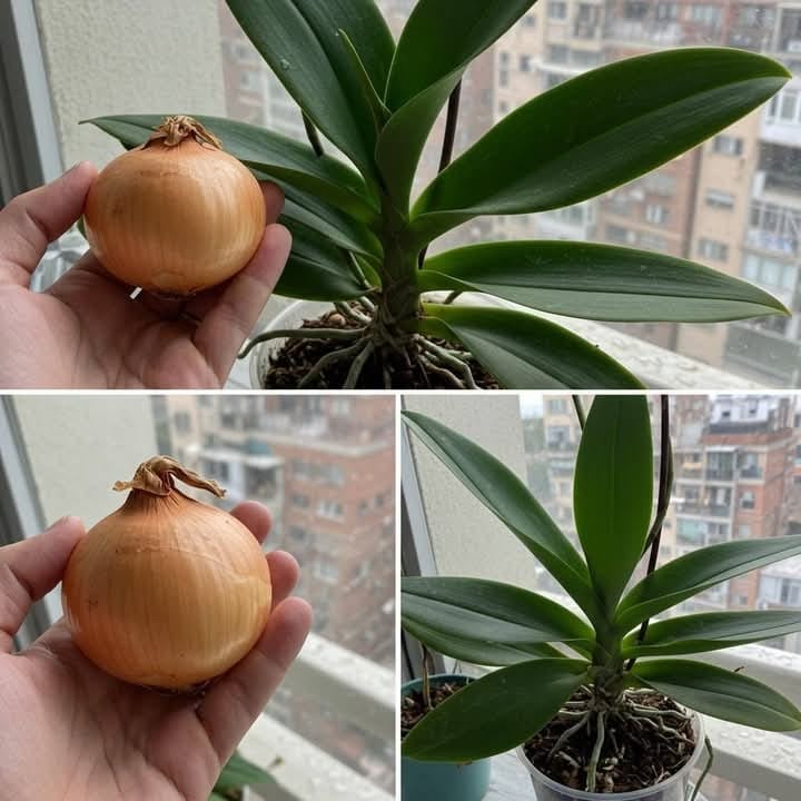 Jedna cebula wystarczy! A twoja orchidea będzie kwitnąć przez cały rok