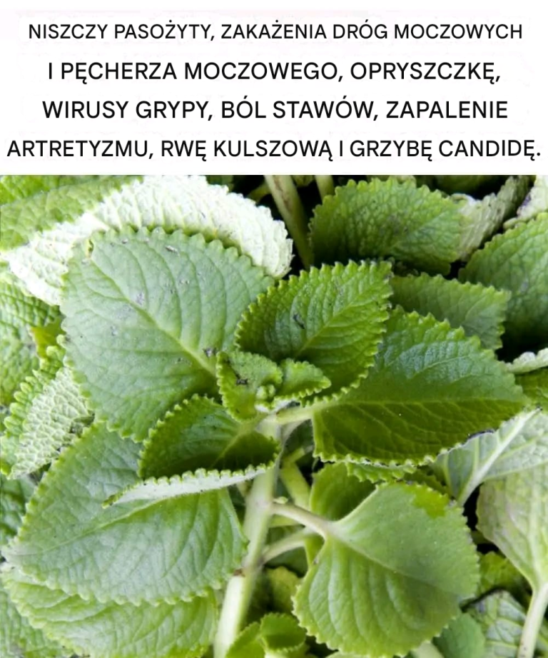 Oregano: Mały, ale potężny uzdrowiciel przyrody
